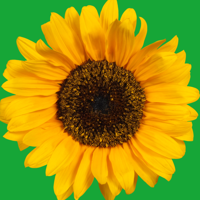 Picture of a yellow sunflower. The background is green, the flower petals are yellow, and the center of the flower is brown